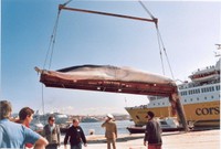 cadavere di balena recuperato in prossimità del traghetto