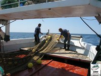 L'effetto della pesca sull'ecosistema marino e le specie più vulnerabili: il contesto dell’Isola di Capraia