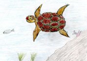 Alla scoperta dei cetacei e delle tartarughe del Mar Mediterraneo