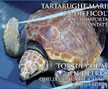brochure su tartarughe in difficoltà