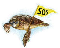 Guida per pescatori: la gestione delle tartarughe marine