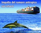 Impatto del rumore antropico sui cetacei - report
