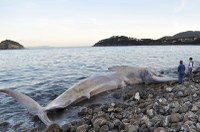 Carcassa di balenottera spiaggiata a Capo della Vita, Isola d'Elba