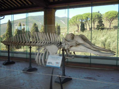 Museo di Storia naturale e del Territorio di Calci (PI)